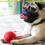 Thumbnail: Tan pug dog licking lips, lying down with bright red ball.