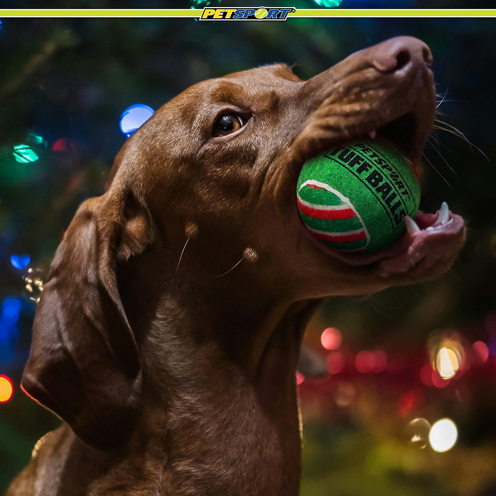 Thumbnail: Brown dog chewing green 'TUFF BALL' toy with festive Christmas lights.