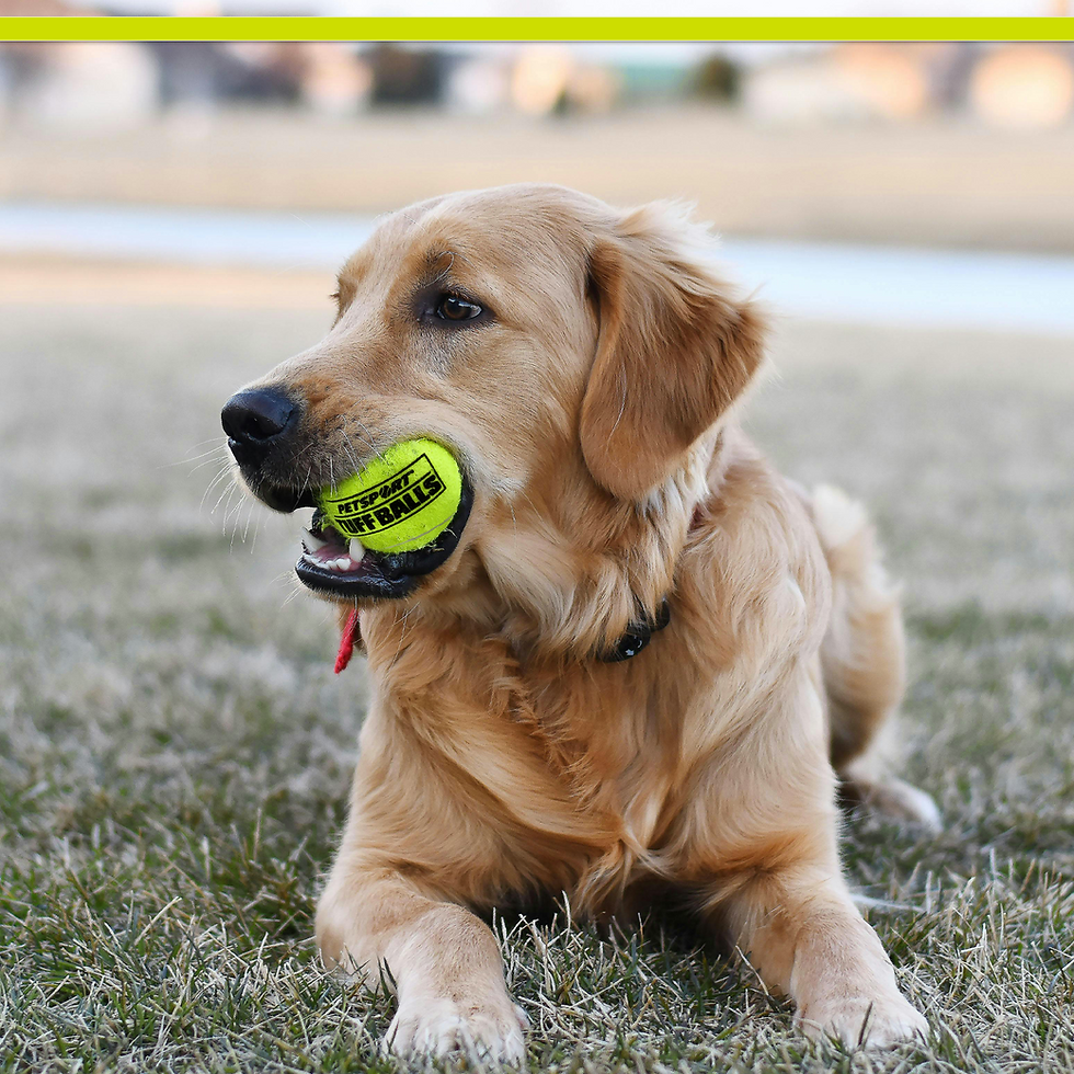 Thumbnail: Golden Retriever dog holding yellow TUFF BALL in mouth, lying on grass.