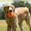Thumbnail: Golden Retriever dog holding orange spiked ball, PETLOG, in grassy park.