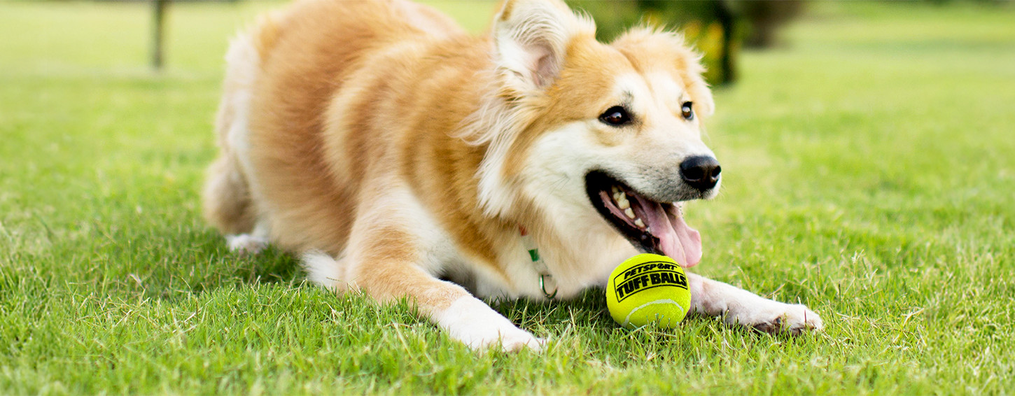 Petsport Tuff Ball Lifestyle Splash Image