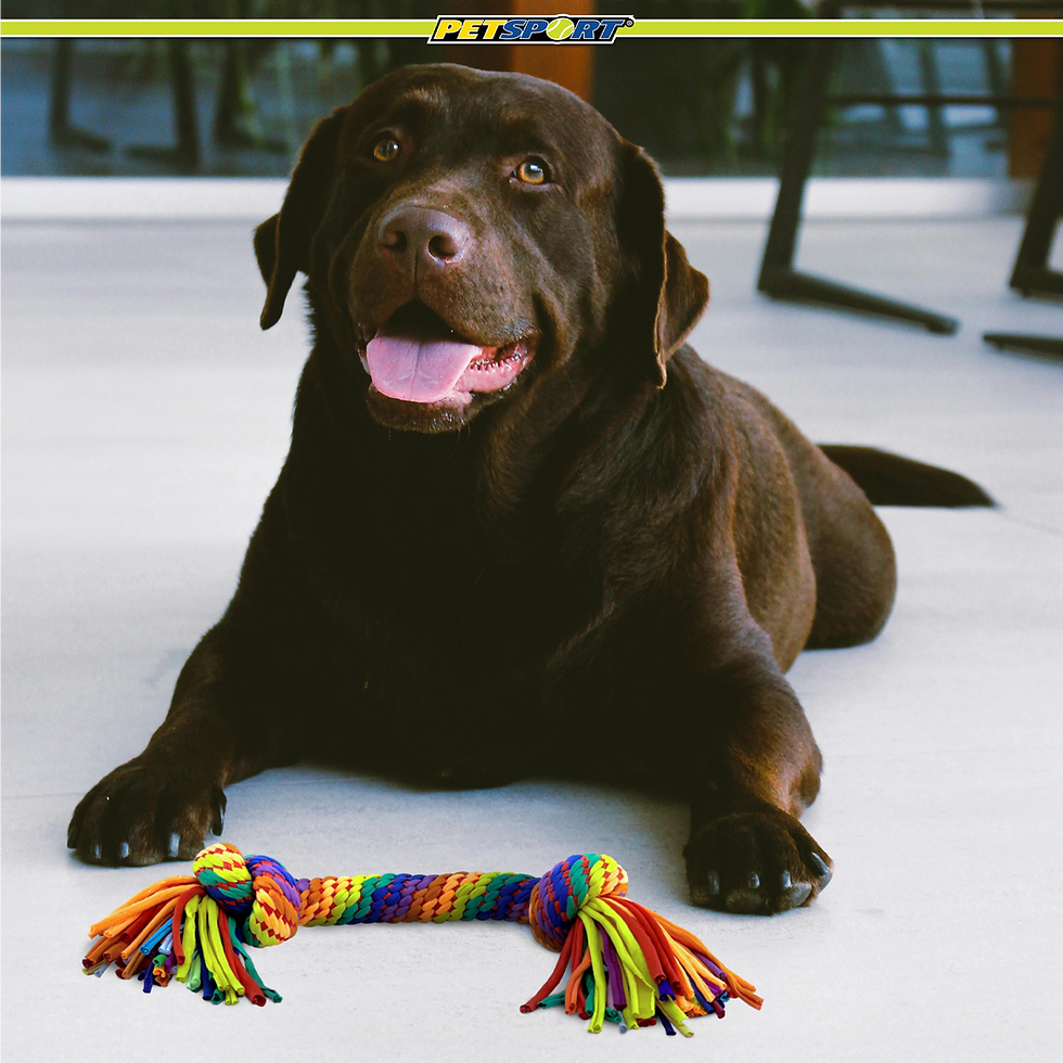 Thumbnail: Happy chocolate Labrador dog lying with a colorful braided rope toy.