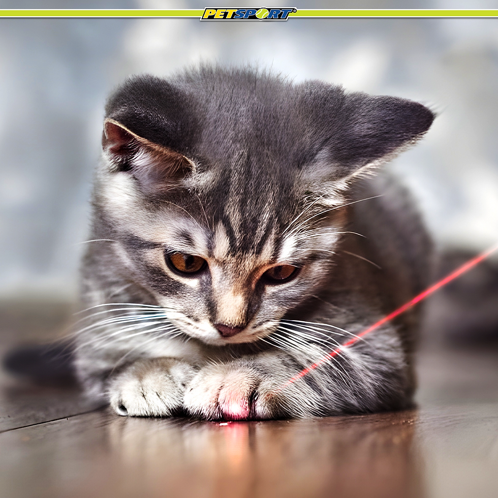 Thumbnail: Grey tabby kitten intently focused on a red laser dot on its paw.