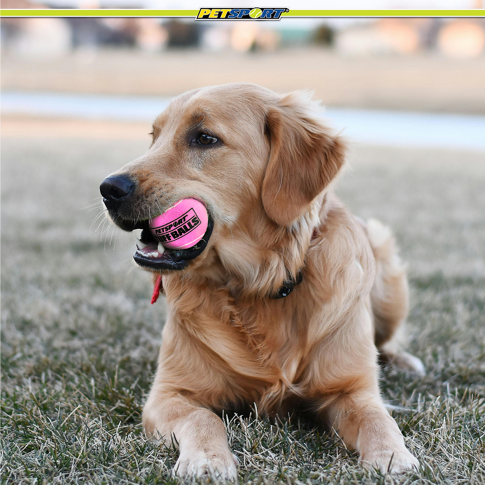 Thumbnail: Golden Retriever dog lying on grass, holding pink toy. PET TOYS.
