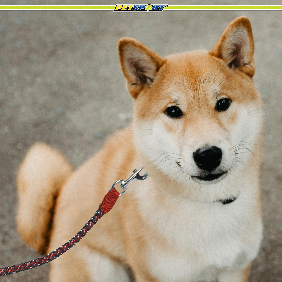 Thumbnail: Shiba Inu dog sitting patiently with a red braided leash on ground.