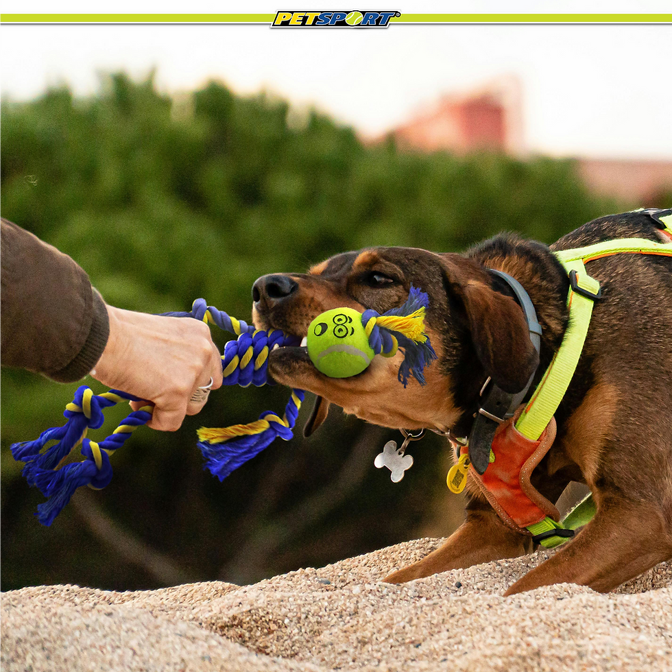 Thumbnail: Brown dog playing tug-of-war with human, blue and yellow toy.