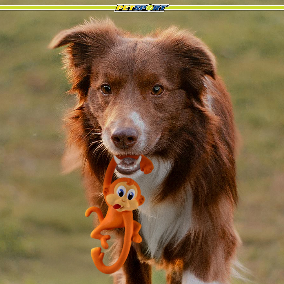 Thumbnail: Brown and white dog holding an orange toy monkey in its mouth.