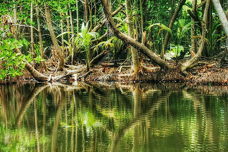 indian river dominique tourisme vert écotourisme - vacances de rêves Martinique Grenadines Guadeloupe vacances en bateat voilier voilier écotourisme - Alrisha croisieres caraibes - charter privatisé en catamaran avec skipper Grenadines Sainte Lucie martinique guadeloupe les saintes - ©sardine.studio.photo