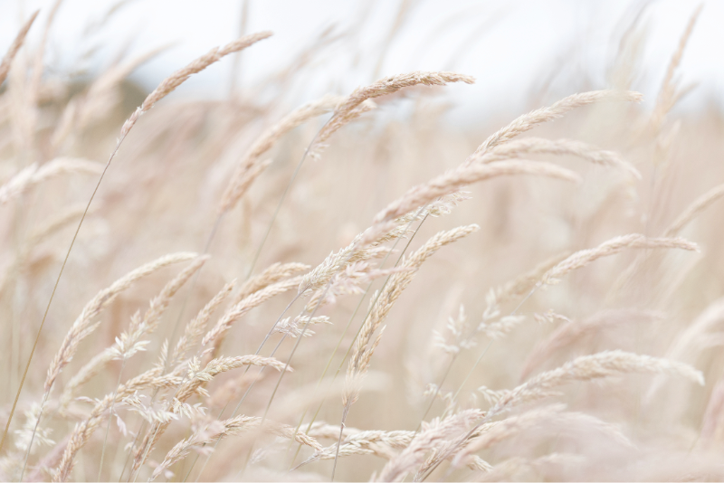 your brand voice shows up through your brand colors, fonts, and images, just like in this natural wheat field