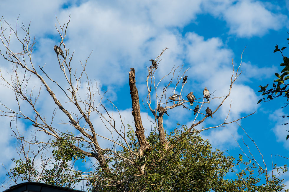 A flock of mourning doves and blackbirds perched on the bare, spindly branches of a tree against a bright blue sky with white clouds.