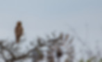 Decorative picture of a red-tailed hawk perched on a tree.