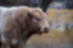 Portrait of Blondie, a cream-colored Charolais bull.