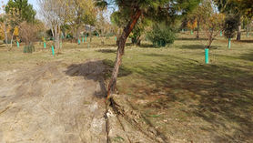 Daños realizados en el Bosque Urbano de Barajas