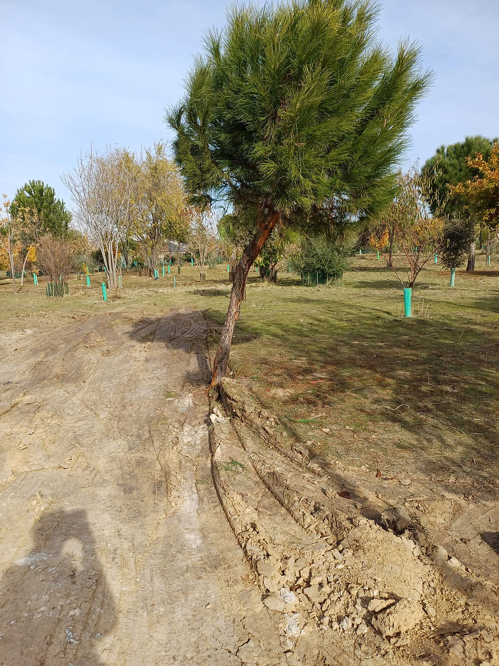 Daños realizados en el Bosque Urbano de Barajas