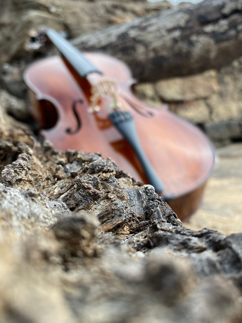 A cello leans against rough, textured tree bark. The blurred background highlights the instrument's warm, glossy brown finish.