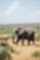 Bush Elephant.jpg
