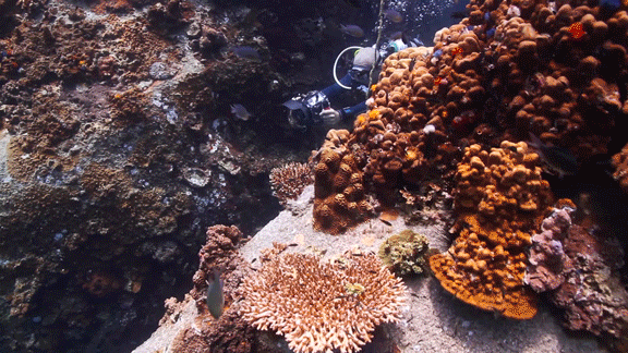 Underwater videographer filming wildlife