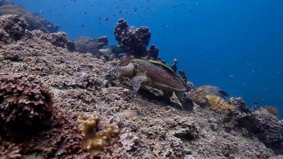 Hawksbill turtle feeding off the sea bottom