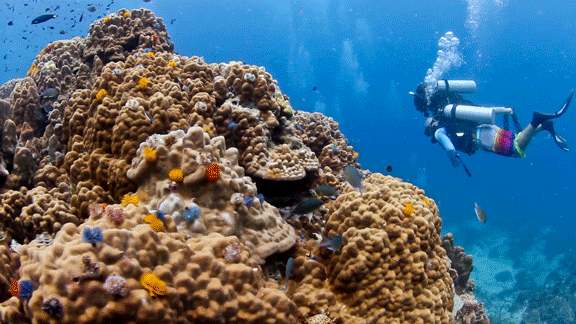 healthy coral reef thailand