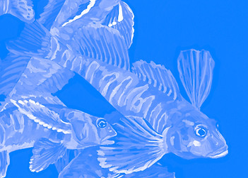 2025 candy darter - blue.jpg