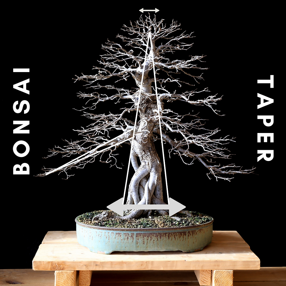 Bonsai Taper , bonsai Design