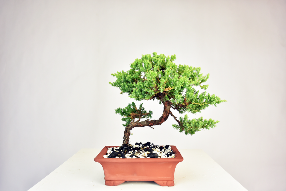 Basic Care Guide For A Juniper Bonsai Tree