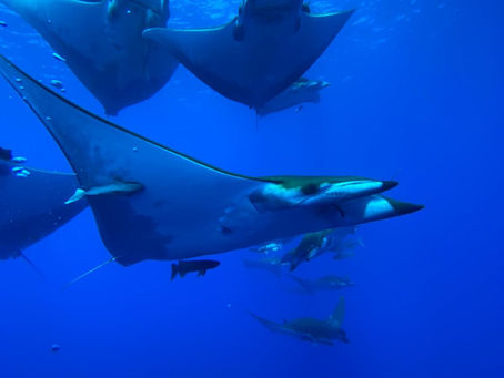 PLEASE HELP US TO PROTECT THE AZORES SEA!!!