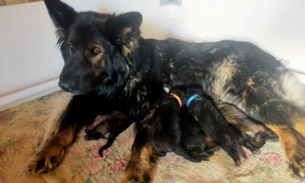 altdeutsche_schäferhund