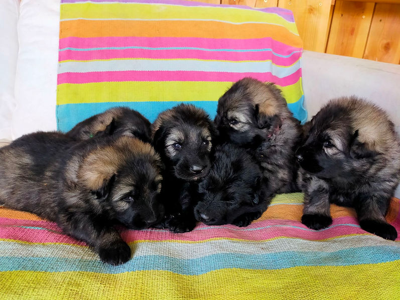 chiot-berger-allemand-altdeutscher-schaferhund-ruth-oni-sem3 (1).jpg