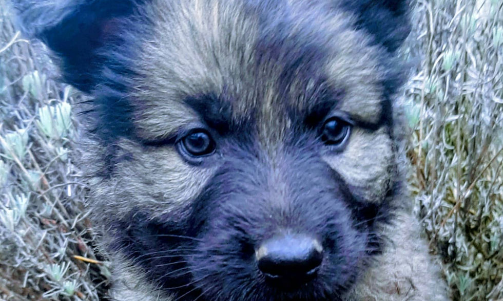 altdeutsche_schäferhund