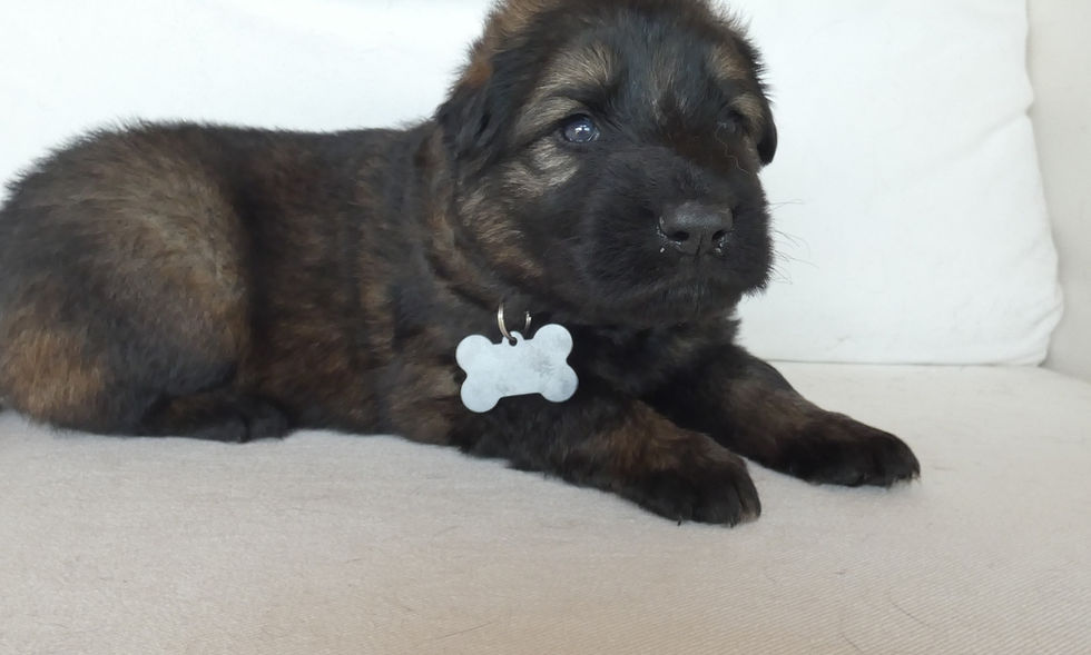 altdeutche-schaferhunde-MV-S3-RUTH-min.jpg