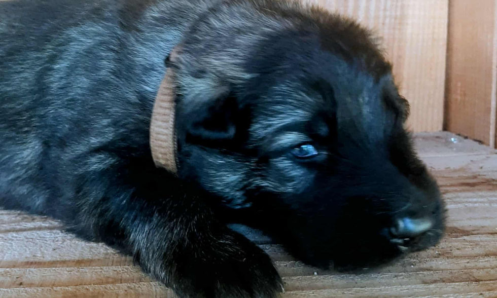 altdeutsche_schäferhund