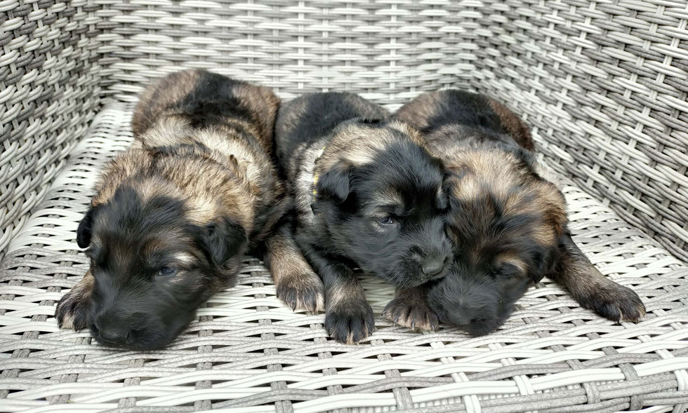chiots-altdeutsche-schaferhunde-danslesyeuxdelubie-ruth-malko-s2-1.jpg