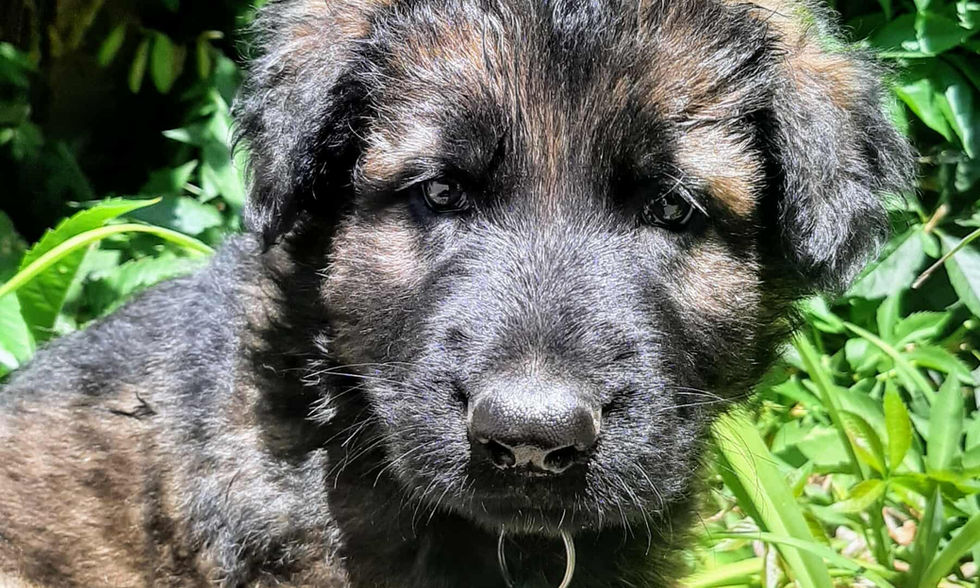 altdeutsche_schäferhund