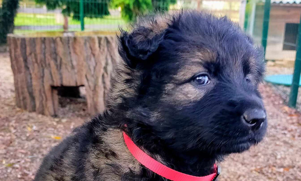 altdeutsche_schäferhund