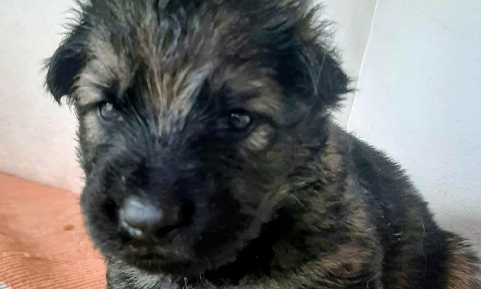 altdeutsche_schäferhund