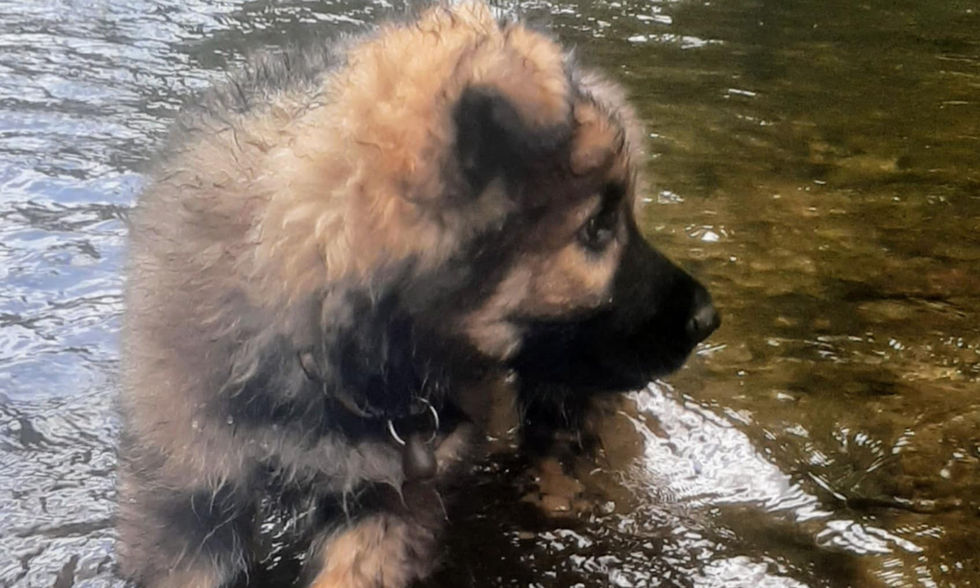 altdeutsche_schäferhund
