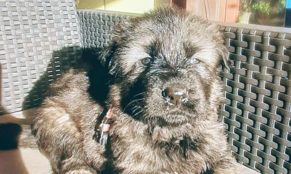 altdeutsche_schäferhund