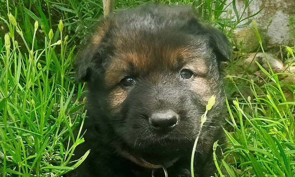 altdeutsche_schäferhund