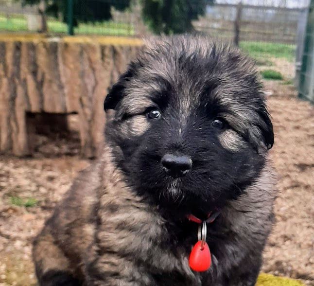 altdeutsche_schäferhund