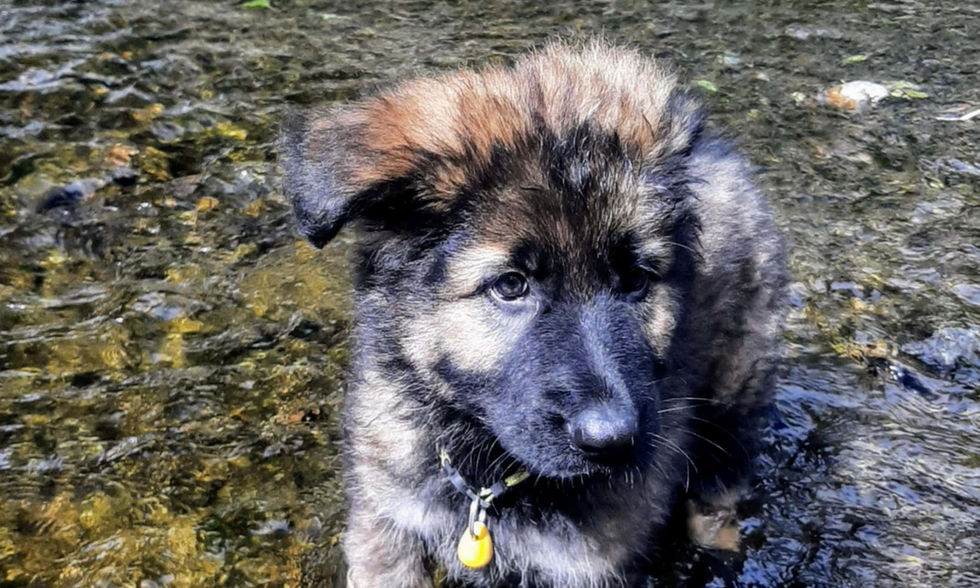 altdeutsche_schäferhund