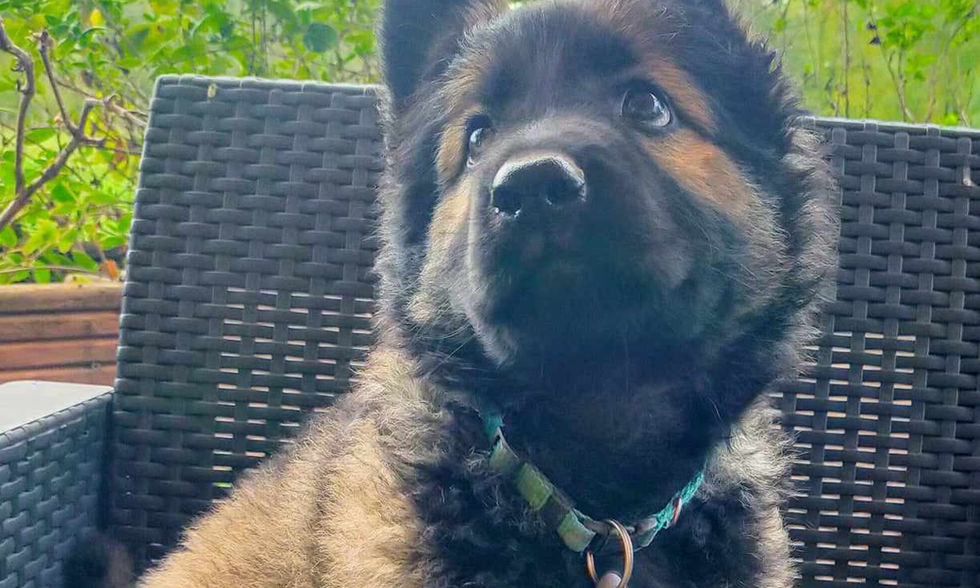 altdeutsche_schäferhund