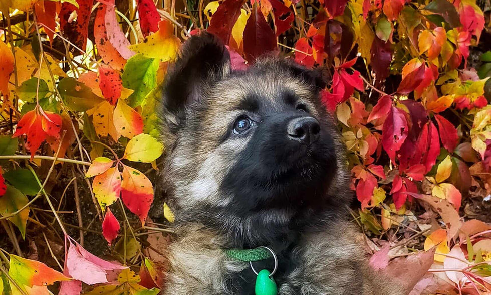 altdeutsche_schäferhund