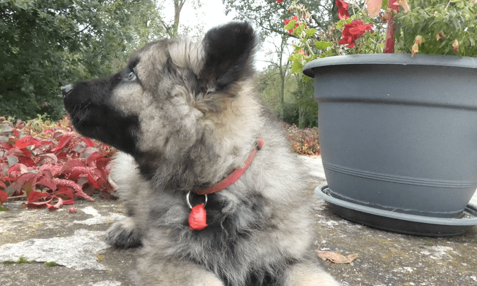 altdeutche-schaferhunde-groupe-s8-R-min.png