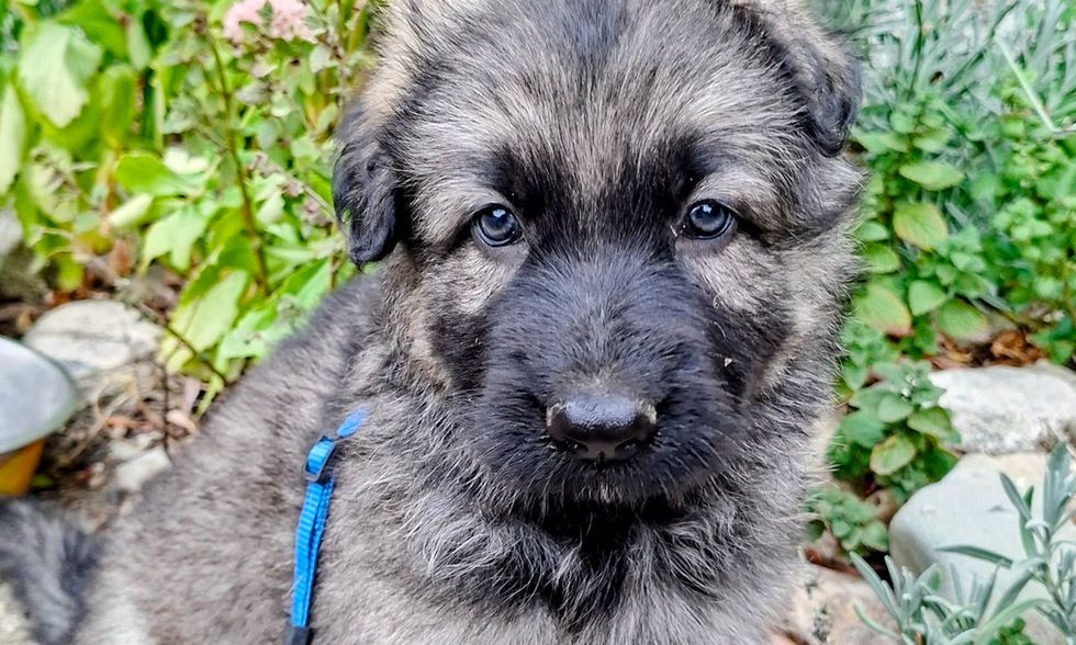 altdeutsche_schäferhund