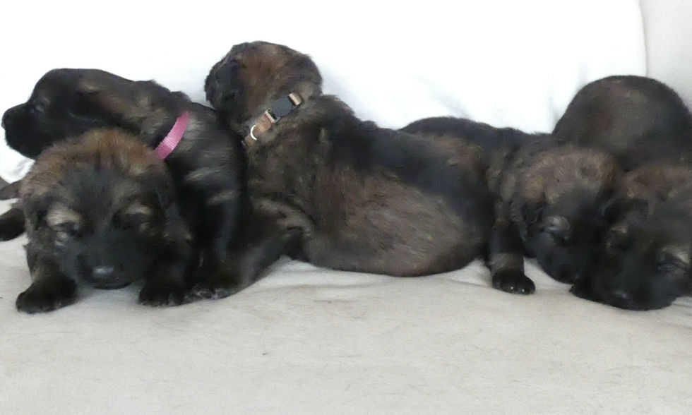 ALTDEUTSCHE_SCHÄFERHUNDE