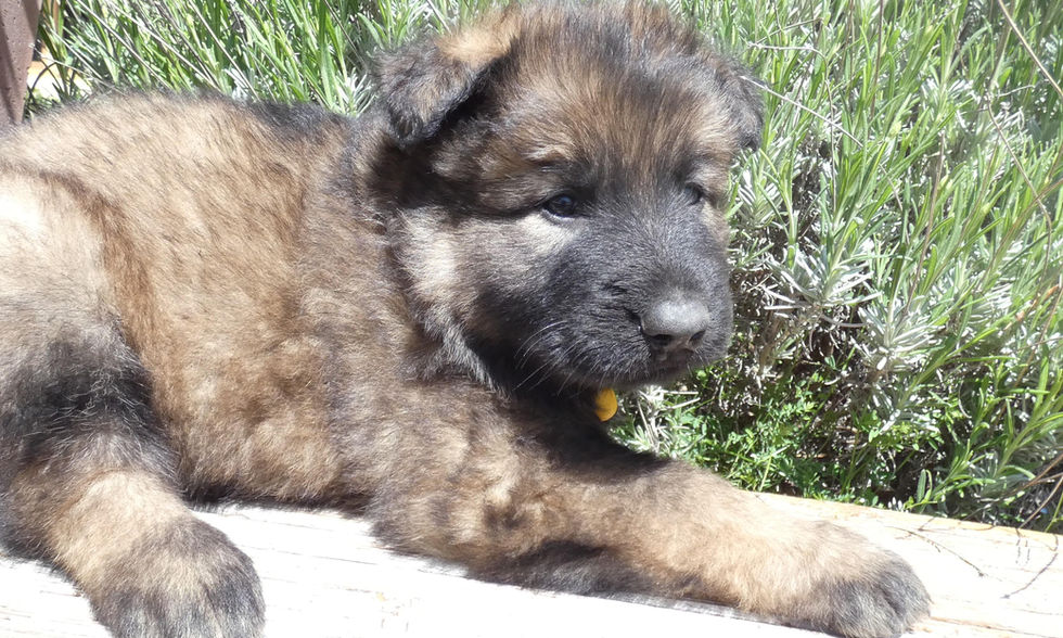 altdeutche-schaferhunde-S5-FJ-min.jpg
