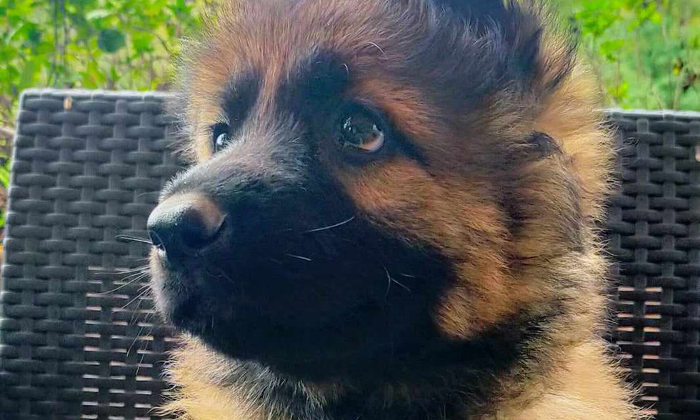 altdeutsche_schäferhund