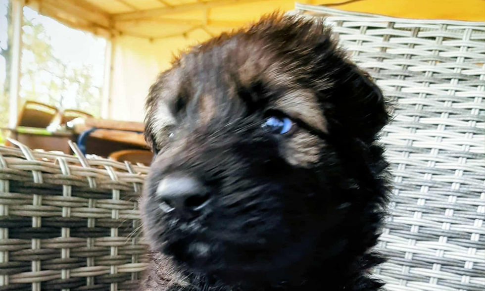 altdeutsche_schäferhund