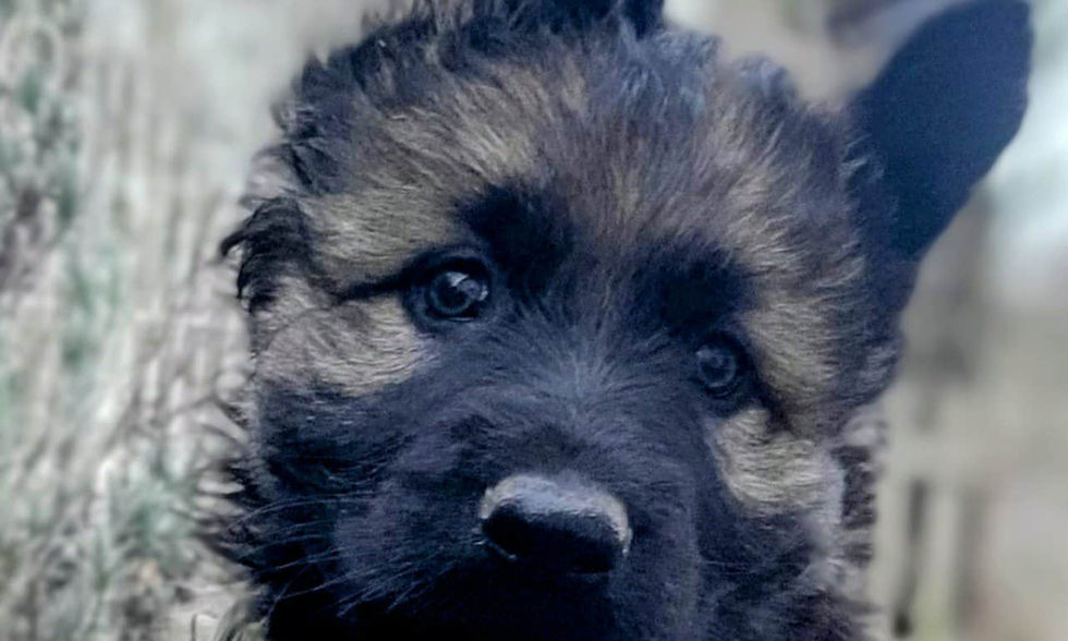 altdeutsche_schäferhund